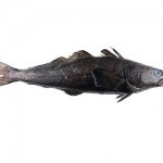 bacalao