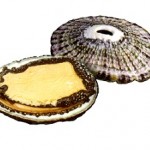 lapa