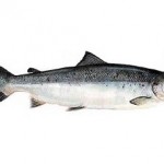 salmonaustral