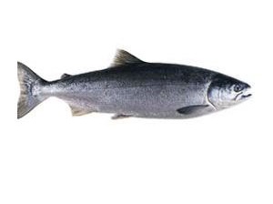 salmoncoho